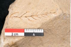 Foto (Detailansicht) von Plantae indet.  (NHMW-GEO-2024-0188-11499)